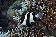 Dascyllus aruanus demoiselle a bandes noires Maldives Hoholha Thila-4m-20240424-da-DSC_6542_tn